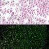 Luminous Glass Seed Beads SEED-A033-07N-1