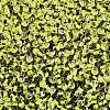 8/0 Inside Colours Transparent Glass Seed Beads X1-SEED-T007-06C-2