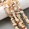 Natural Shell Beads Strands BSHE-G029-01B-2
