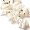 Dyed Natural Trochus Shell Beads Strands SSHEL-C013-09J-3