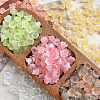 ANATTASOUL 6 Colors Handmade Lampwork Beads LAMP-AN0001-01-6