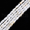 Natural Freshwater Shell Beads Strands SHEL-N026-213-A01-1