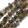 Natural Labradorite Beads Strands G-P332-23-2