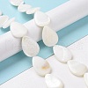 Natural Freshwater Shell Beads Strands X-SHEL-H001-12-5
