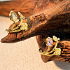 304 Stainless Steel Glass Rhinestone Cuff Rings RJEW-S626-08G-1