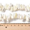 Dyed Natural Trochus Shell Beads Strands SSHEL-C013-09J-4