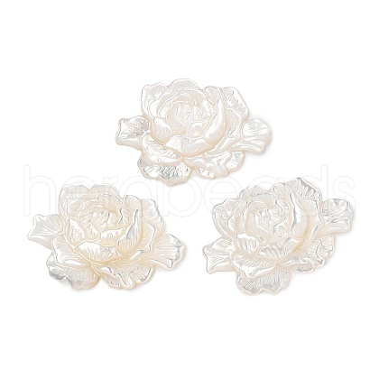 Natural White Shell Carved Cabochons SSHEL-I026-15-1